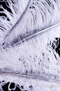 Struzzo con rachide argentato – 50-60 cm – bianco  